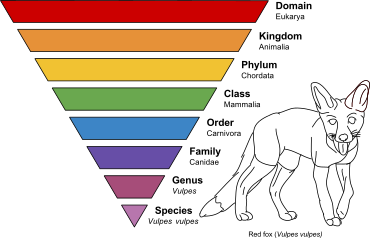 Taxonomic rank---taken from [https://en.wikipedia.org/wiki/Taxonomic_rank](https://en.wikipedia.org/wiki/Taxonomic_rank)